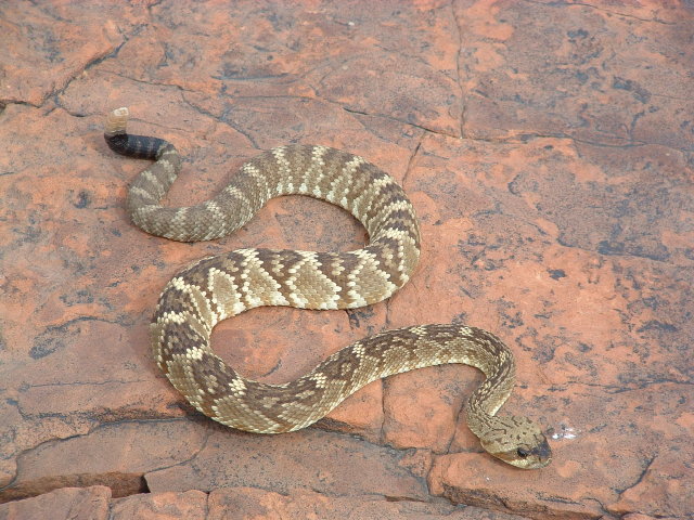 Crotalus molossus molossus