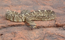 Crotalus molossus molossus