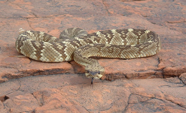 Crotalus molossus molossus