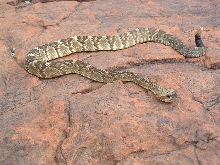 Crotalus molossus molossus