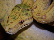 Biak Female 03