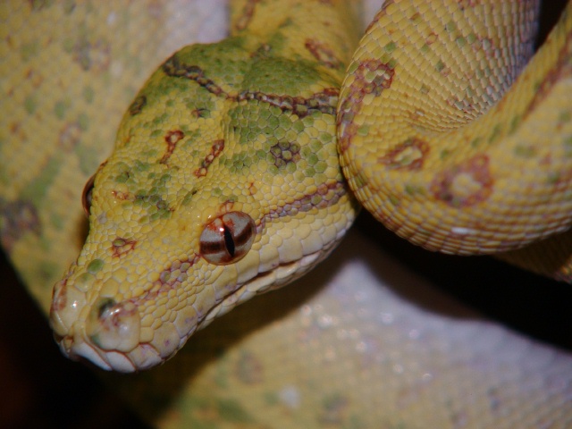 Biak Female 03