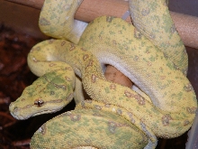 Female Biak 03