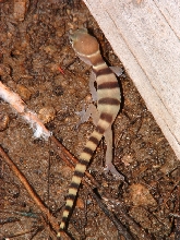 Coleonyx variegatus variegatus