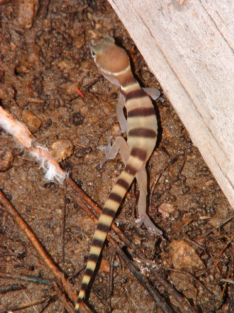 Coleonyx variegatus variegatus