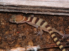 Coleonyx variegatus variegatus