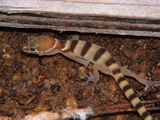 Coleonyx variegatus variegatus