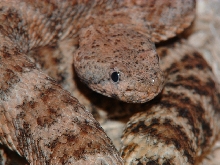 Crotalus mitchelli pyrrhus
