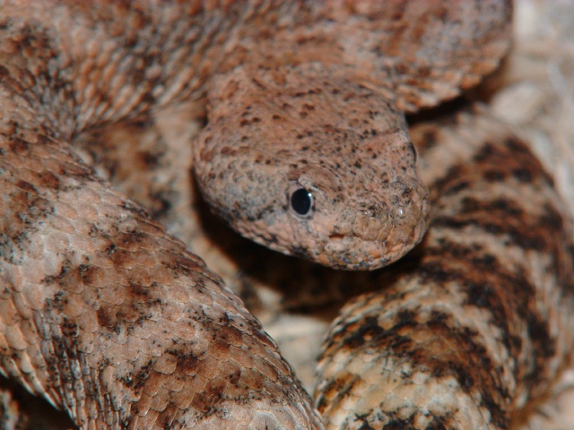 Crotalus mitchelli pyrrhus