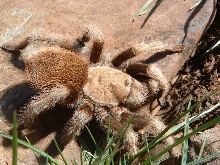 Aphonopelma sp. "Flagstaff Orange"