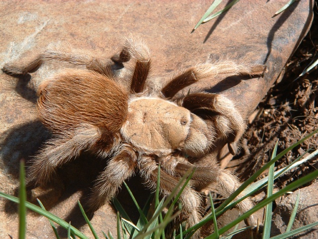 Aphonopelma sp. "Flagstaff Orange"