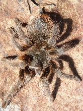 Aphonopelma behlei-Grand Canyon Black