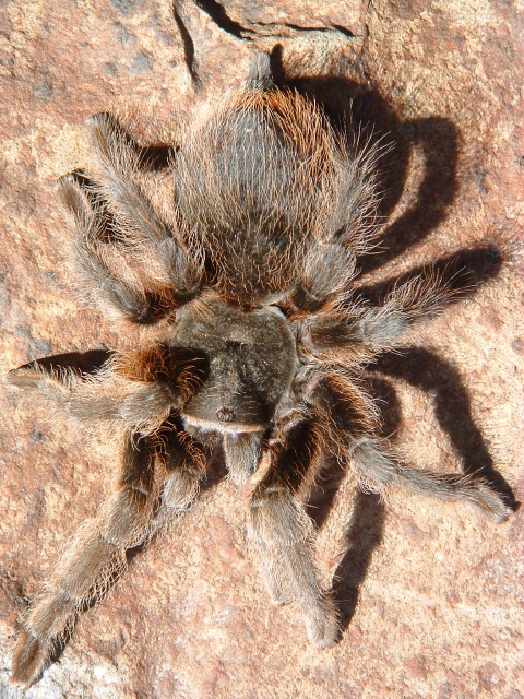 Aphonopelma behlei-Grand Canyon Black