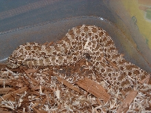 Western Hognose 66%het Female