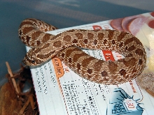 Western Hognose 66%het Male