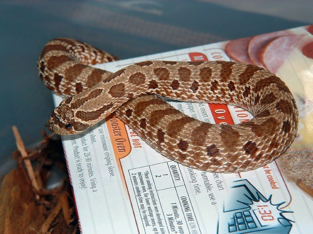 Western Hognose 66%het Male