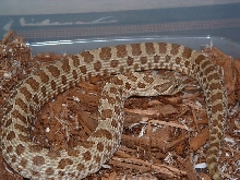 Western Hognose 66%het Female