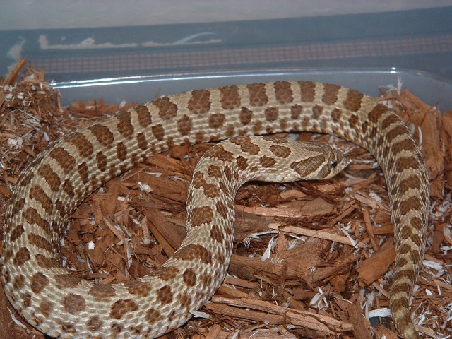 Western Hognose 66%het Female