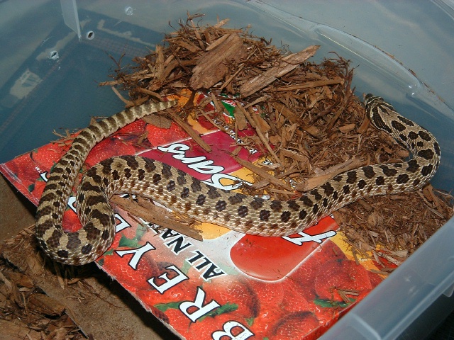 Western Hognose 66%het Male