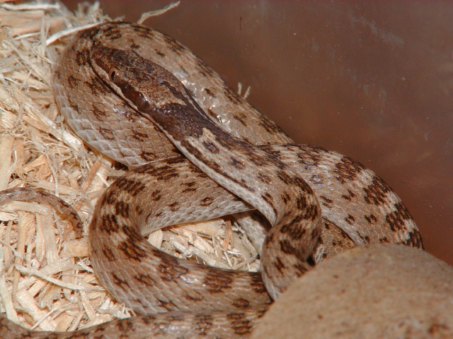 Sonoran Night Snake Male