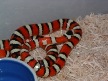 Arizona Mountain Kingsnake-Male