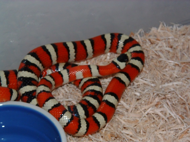 Arizona Mountain Kingsnake-Male
