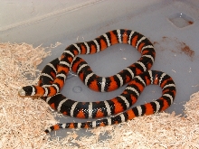 Arizona Mountain Kingsnake-Female