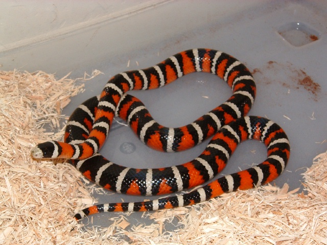 Arizona Mountain Kingsnake-Female