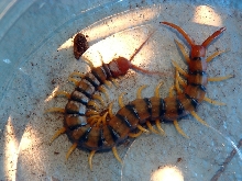 Tiger Centipede (Scolopendra polymorpha)