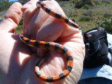 Sonora semiannulata-Ground Snake