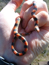 Sonora semiannulata-Ground Snake