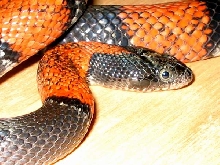 L. Alterna closeup