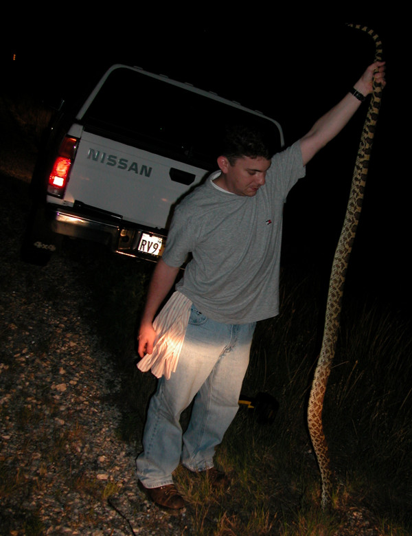7 ft 5 in Bull Snake on Hwy 277