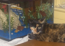 bijou and fishies