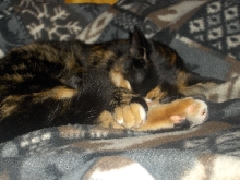 Baby Bijou Sleeping