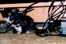 Little Bijou