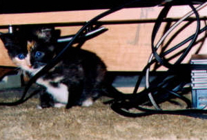 Little Bijou