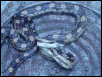 Help? Unknown snake