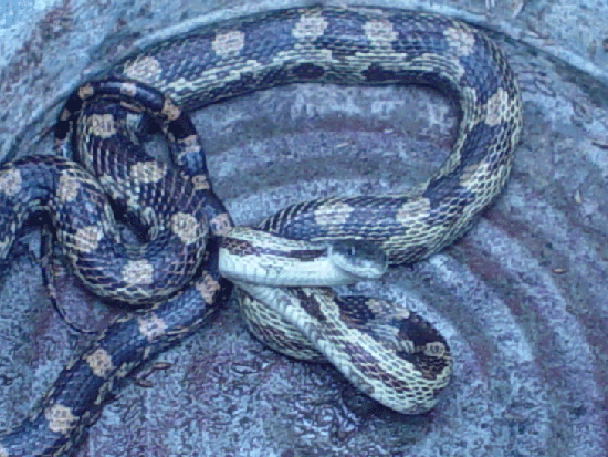 Help? Unknown snake