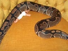 alfy crushing baby (avatar)