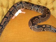 alfy crushing baby (avatar)