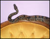 alfy on the chair