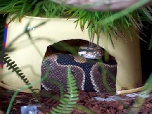 alfy at home