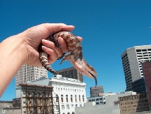 godzilla licking a skyscraper