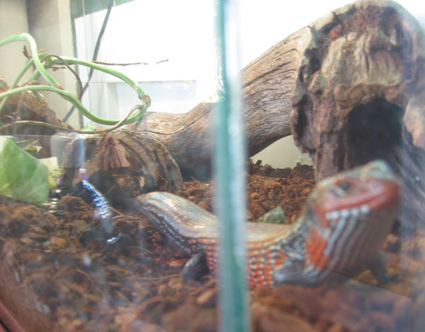 worm