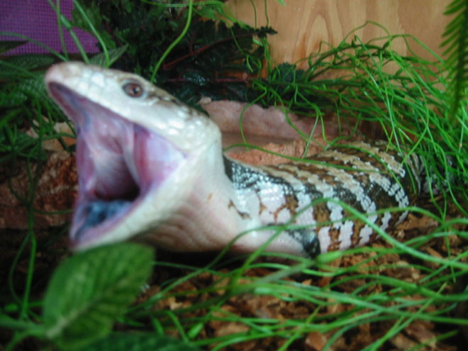 pup yawning