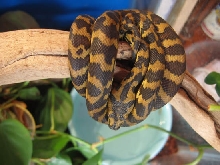 quimby