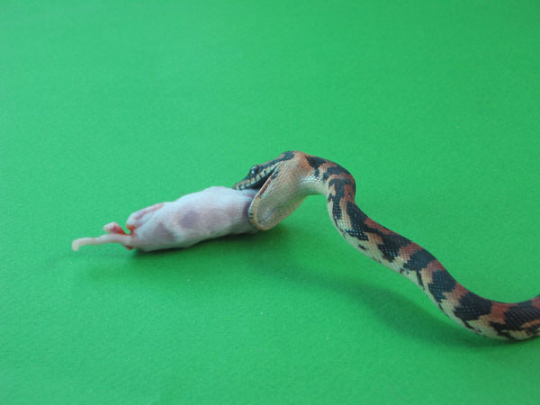 quimby eating