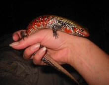 worm