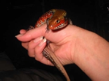 worm